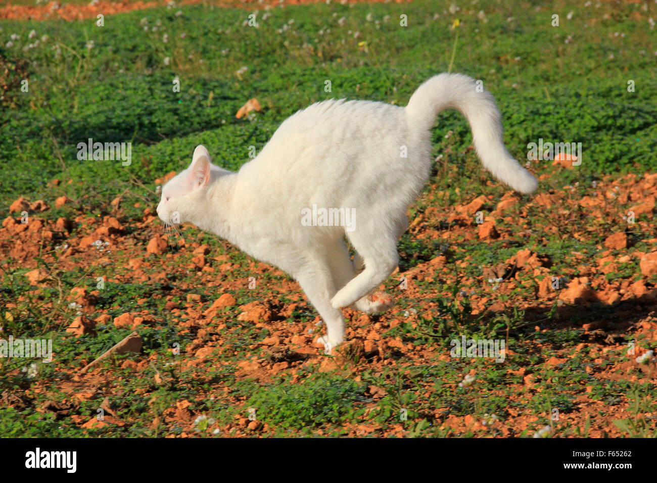 Domestic cat. White adult running in a garden. Spain Stock Photo