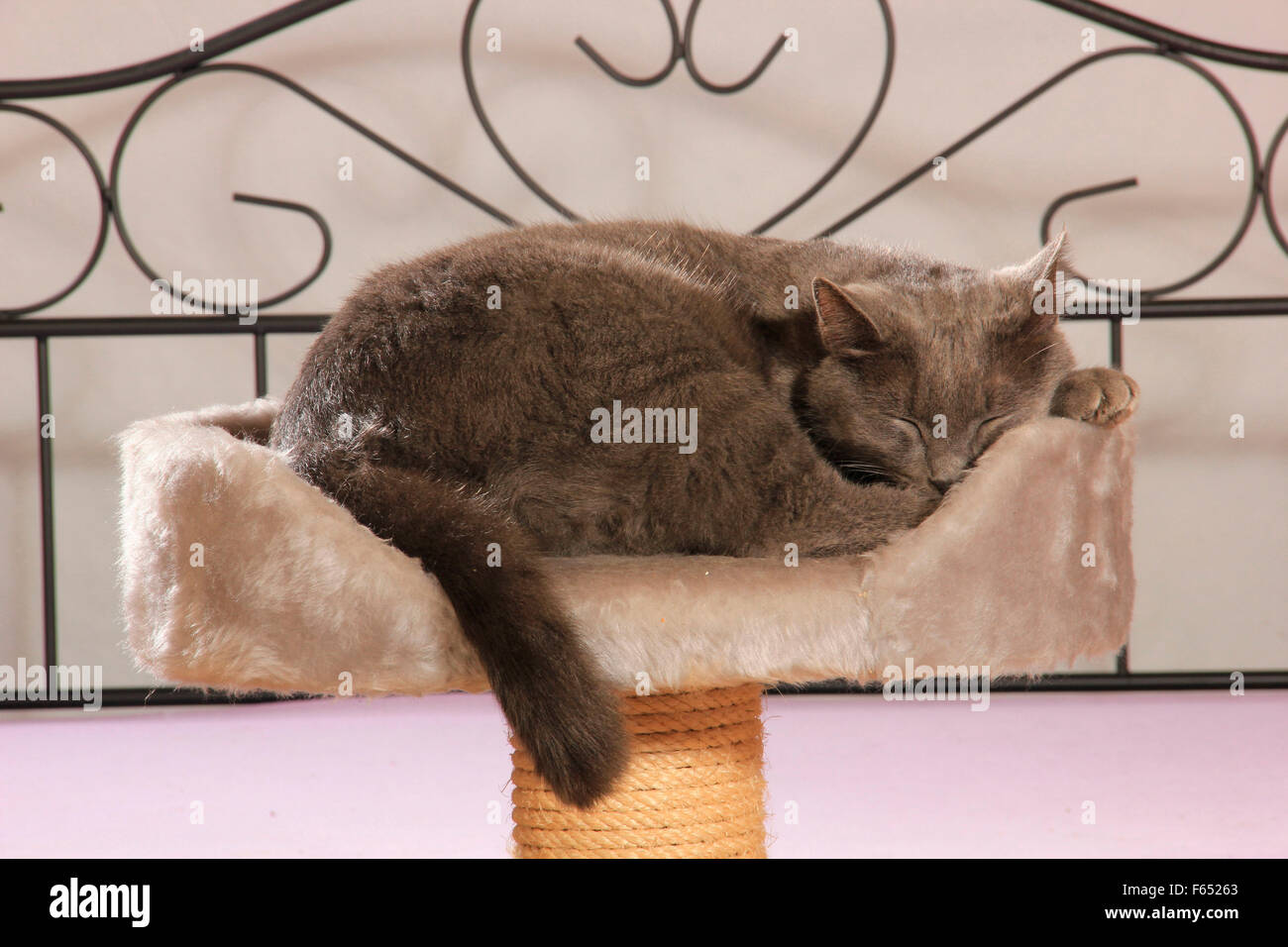 Domestic cat. Blue cat sleeping on a pet bed on a scratching post. Spain Stock Photo