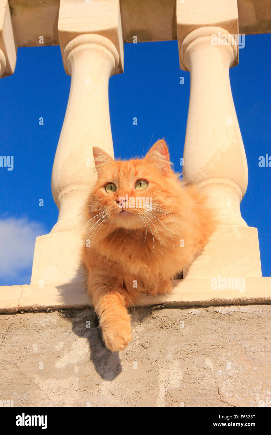 American Longhair Maine Coon Red Cat Between The Columns Of A