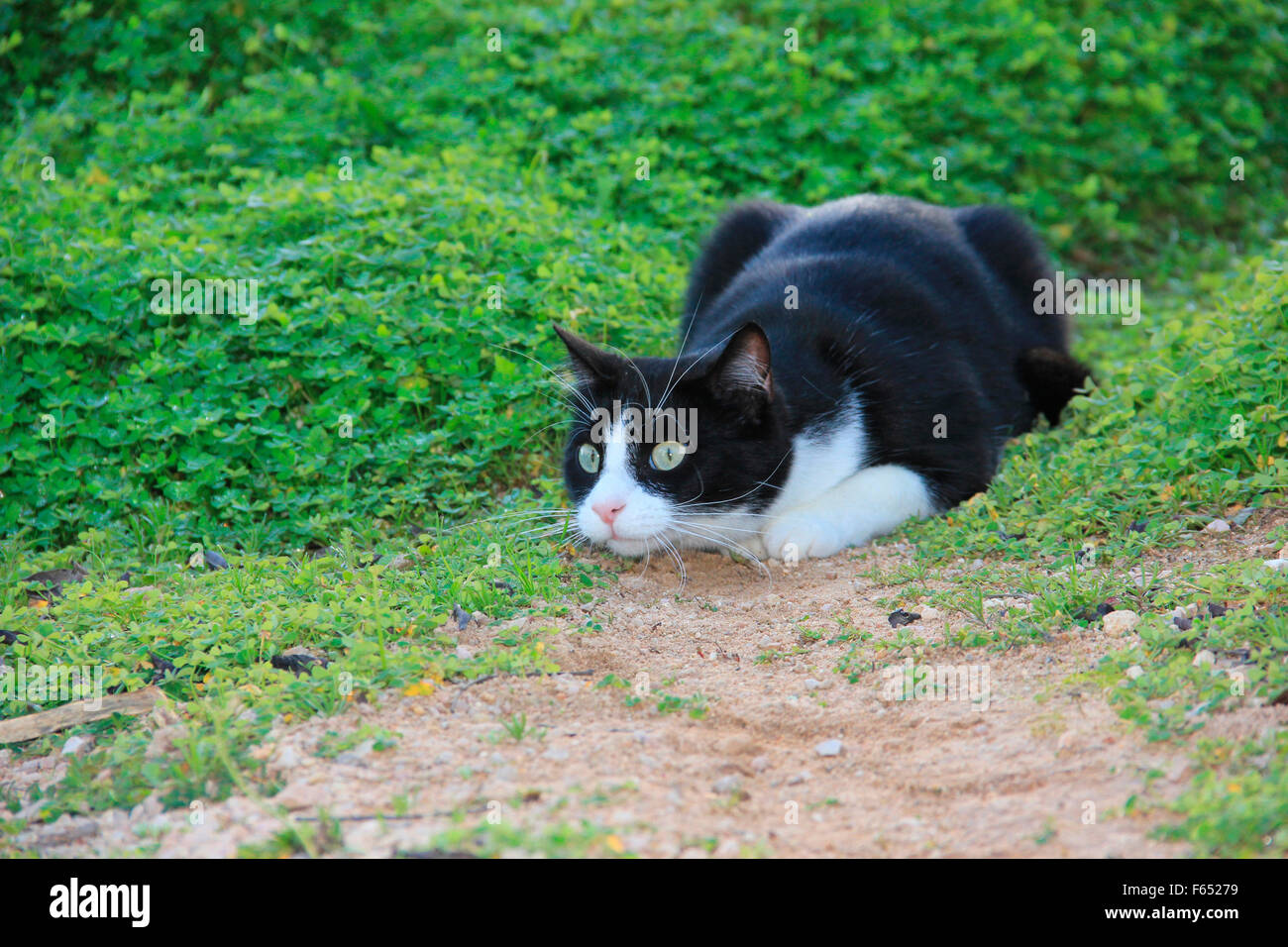 Domestic cat. Black-and-white cat lying in ambush. Spain Stock Photo