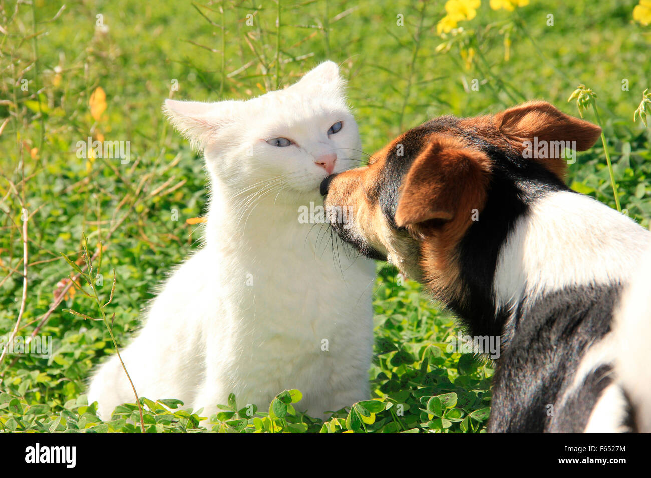 Do Jack Russell Get Along With Cats