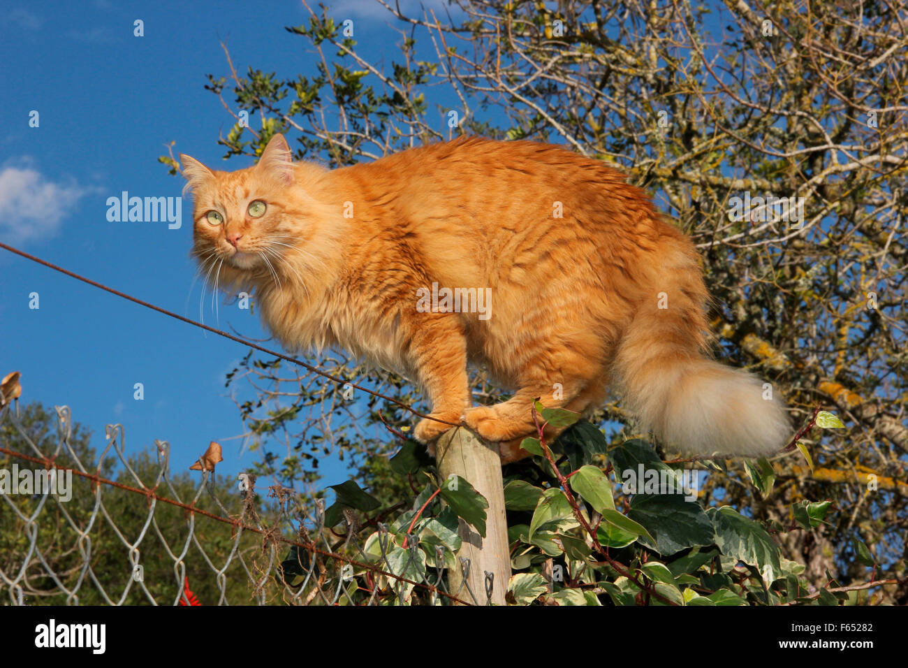 American Longhair Maine Coon Red Cat Standing On A Fence Post