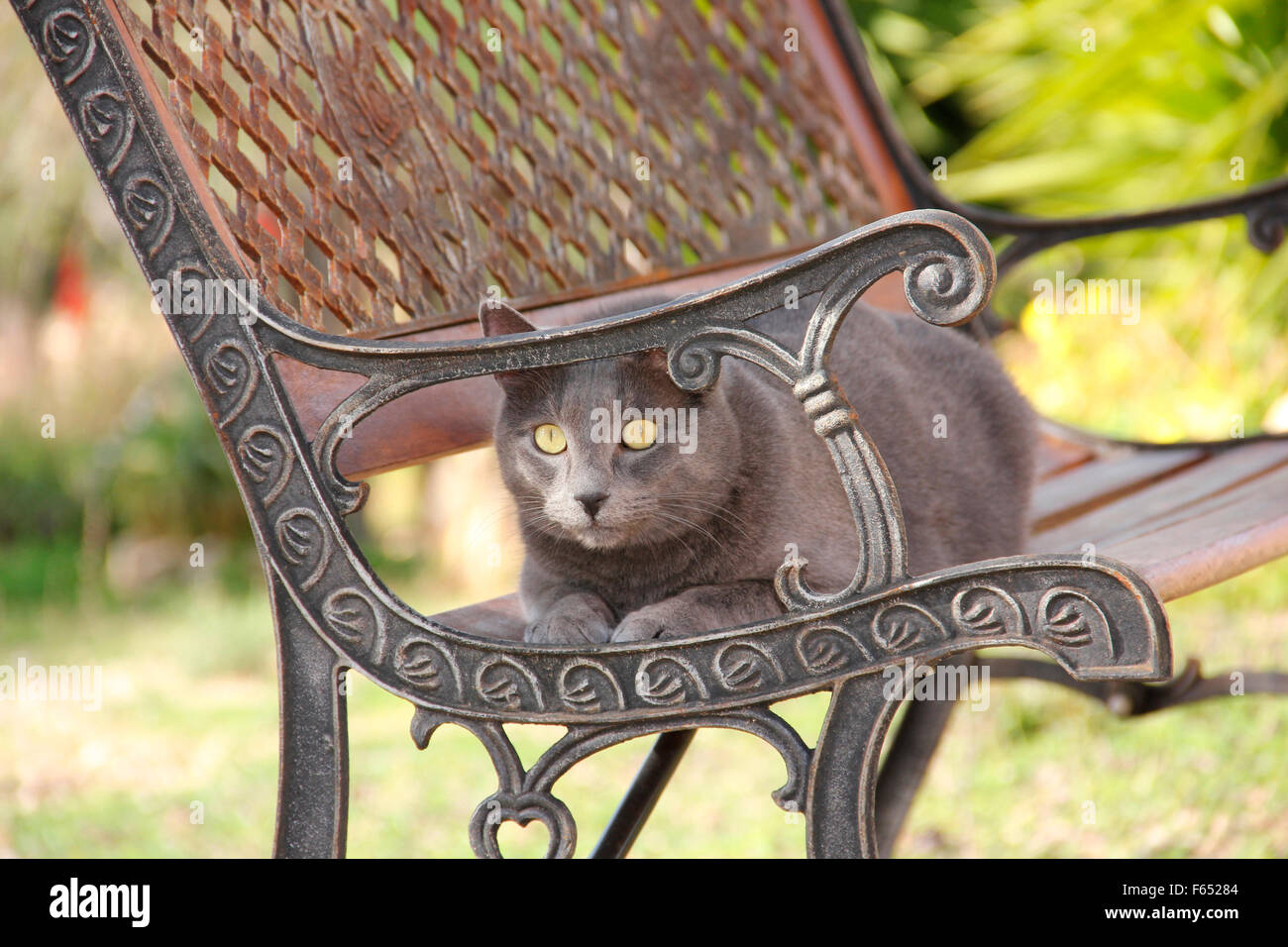 Domestic cat. Blue cat lying on a garden bench. Spain Stock Photo