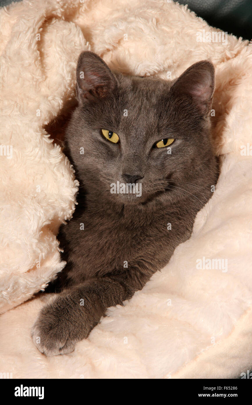 Domestic cat. Blue adult dozing in a blanket. Spain Stock Photo