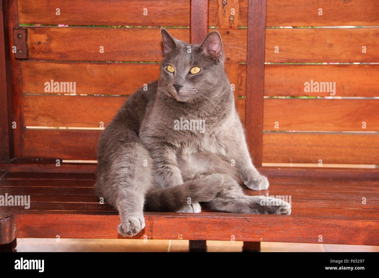 Domestic cat. Blue cat sitting on a wooden bench. Spain Stock Photo