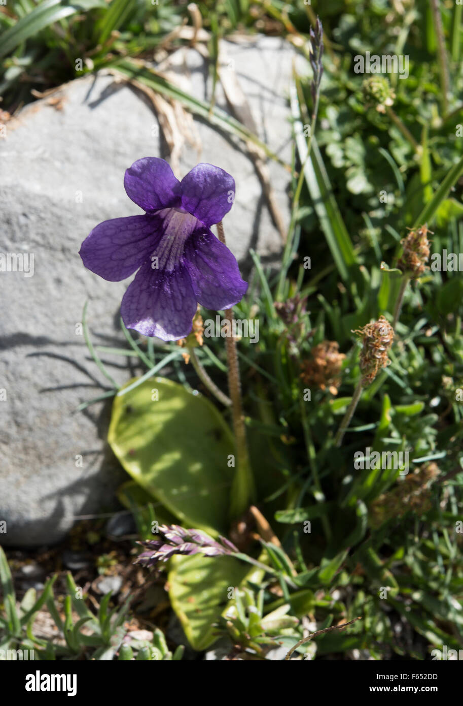 Pinguicula grandiflora, Large-flowered Butterwort, growing by a stream in the Pyrenees, Spain. July. Stock Photo