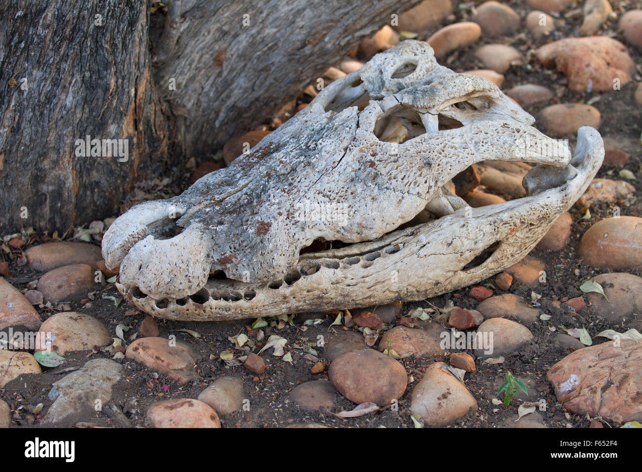 Nile Crocodile Skull Stock Photo - Alamy Nile Crocodile Skull Stock Photo - Alamy