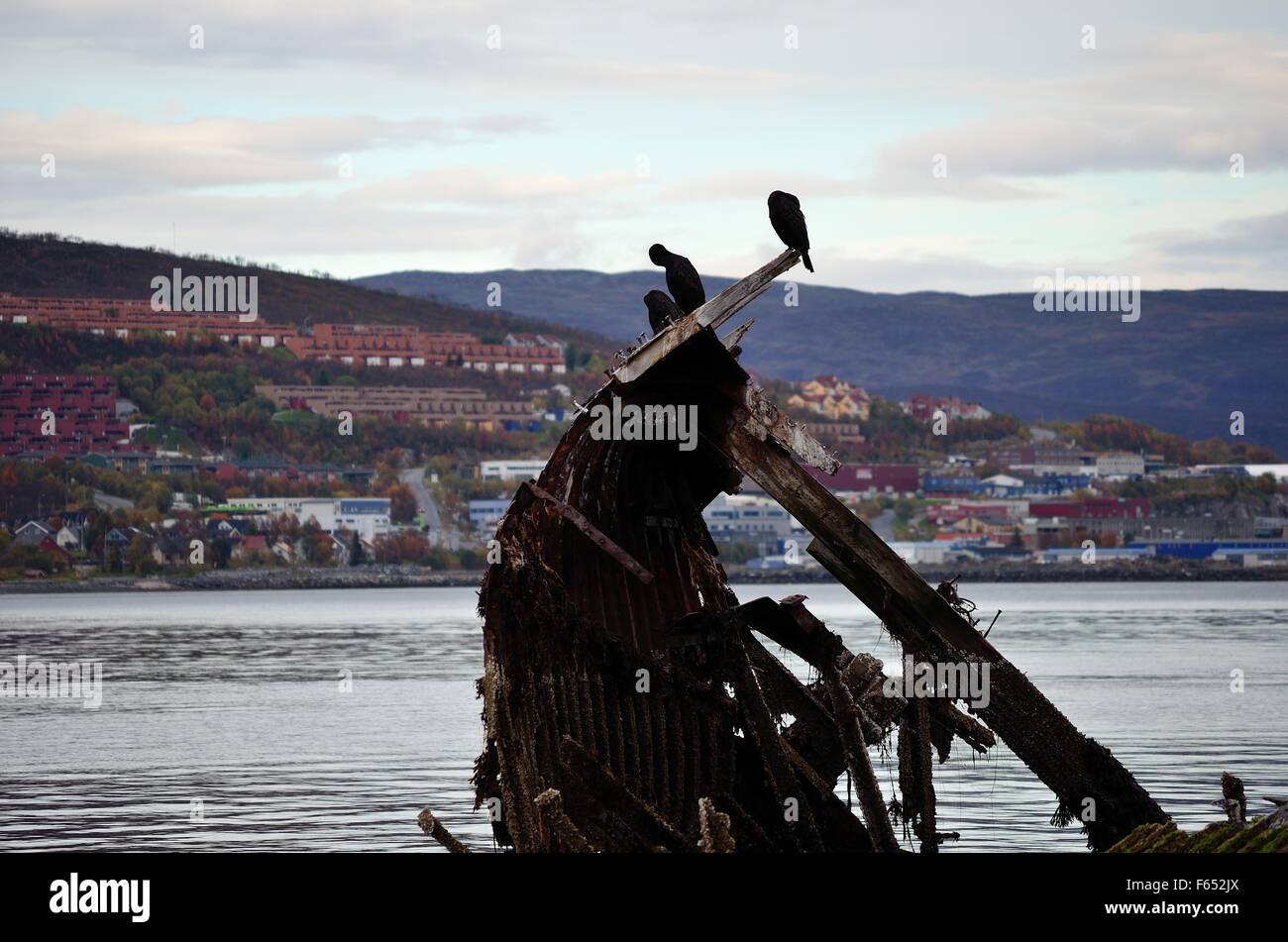 beautiful big black cormorant birds sitting on a old wooden ship wreck in cold fjord Stock Photo