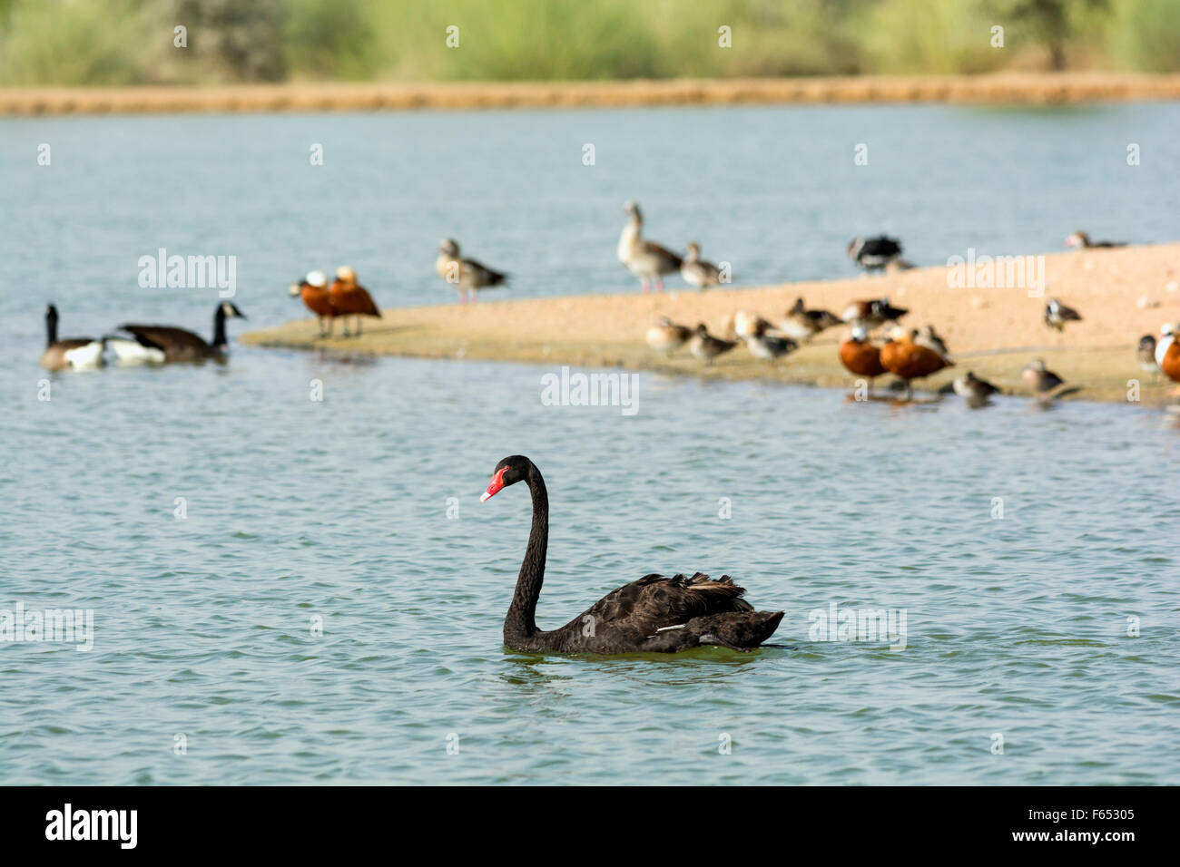 Wild birds at new Al Qudra lakes desert oasis, a manmade system of lakes and ponds , in Dubai United Arab Emirates Stock Photo