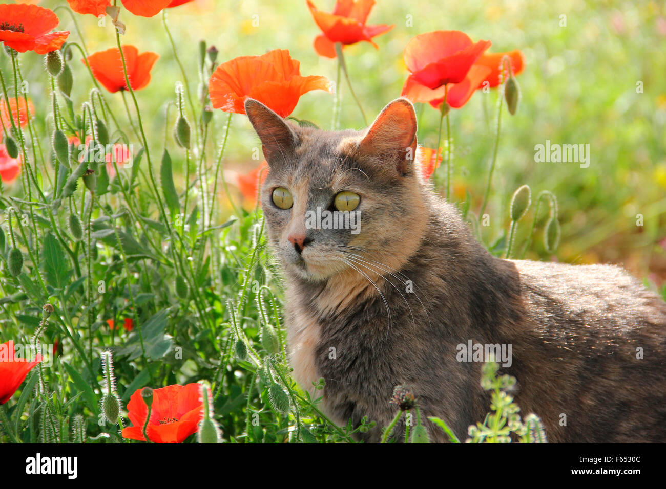poppy cat mature model kent Ameture anal painful