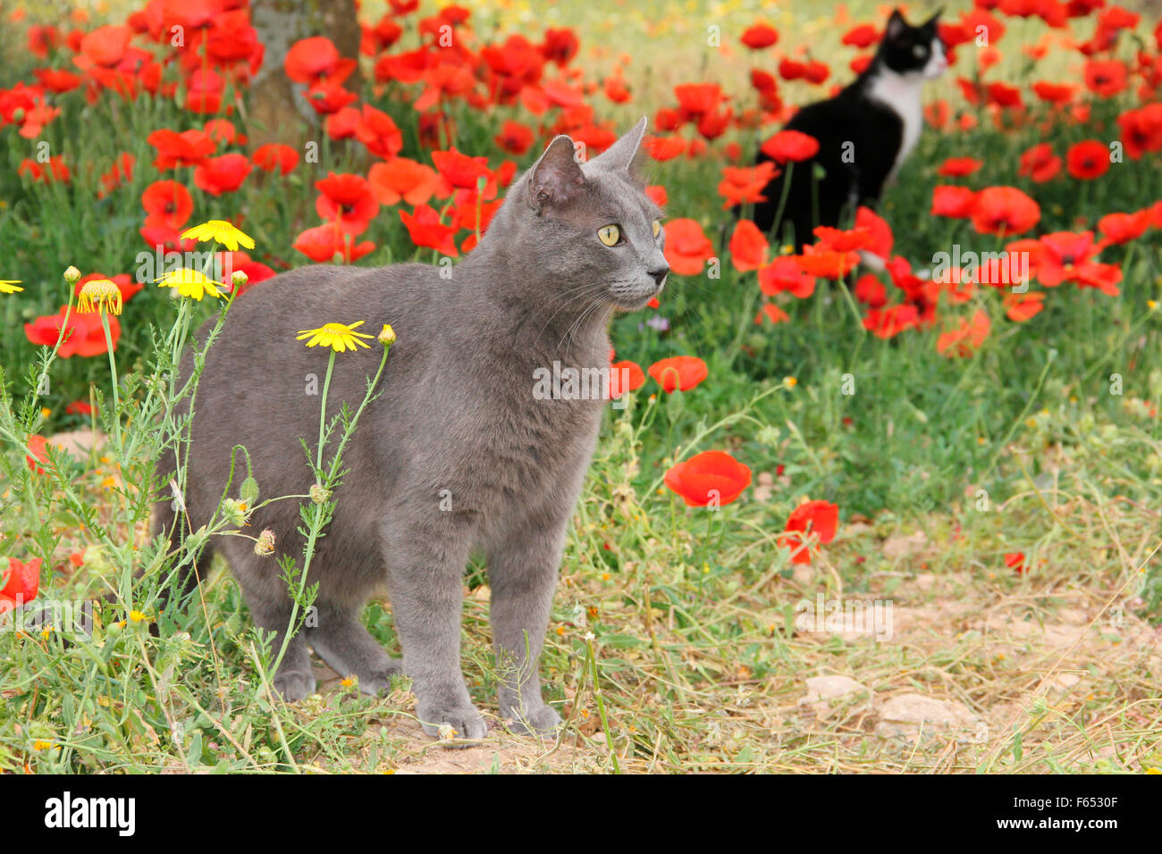 Domestic cat. Blue cat standing in a meadow with Poppy flowers. Spain Stock Photo