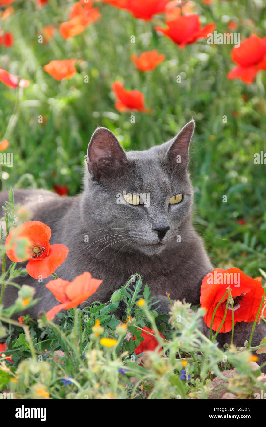 Domestic cat. Blue cat lying in a meadow with Poppy flowers. Spain Stock Photo