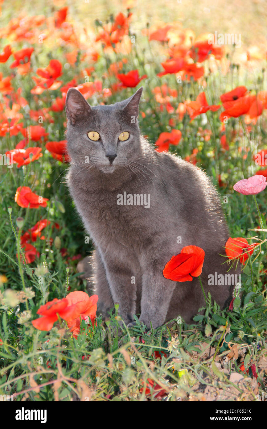 Domestic cat. Blue cat sitting in a meadow with Poppy flowers. Spain Stock Photo