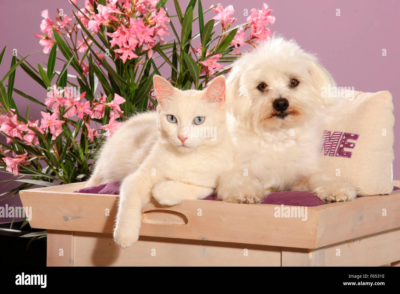 are maltese good with cats