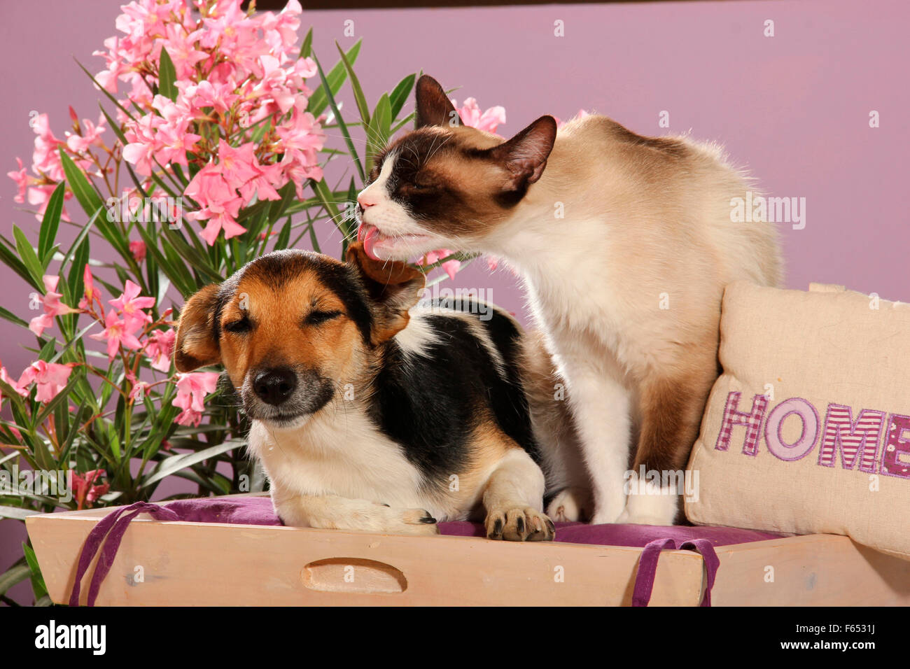 Why Do Dogs Lick Cats Ears