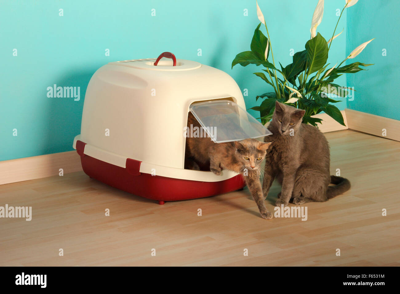 Domestic cat. Pair of adults next to a litter tray. Spain Stock Photo