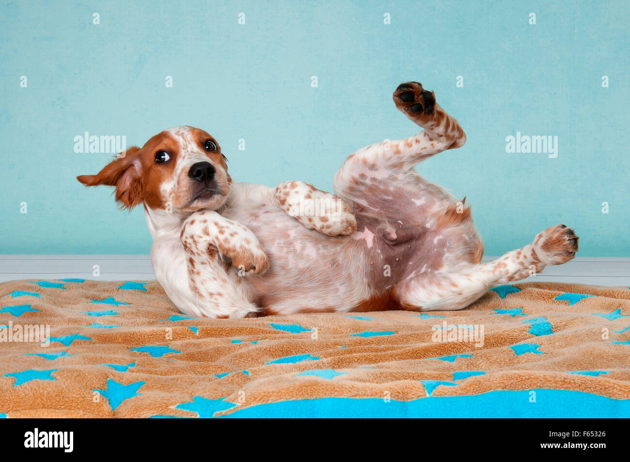 dog lying on back