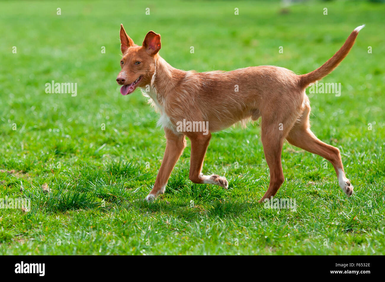 what is the breed of andalusian hound