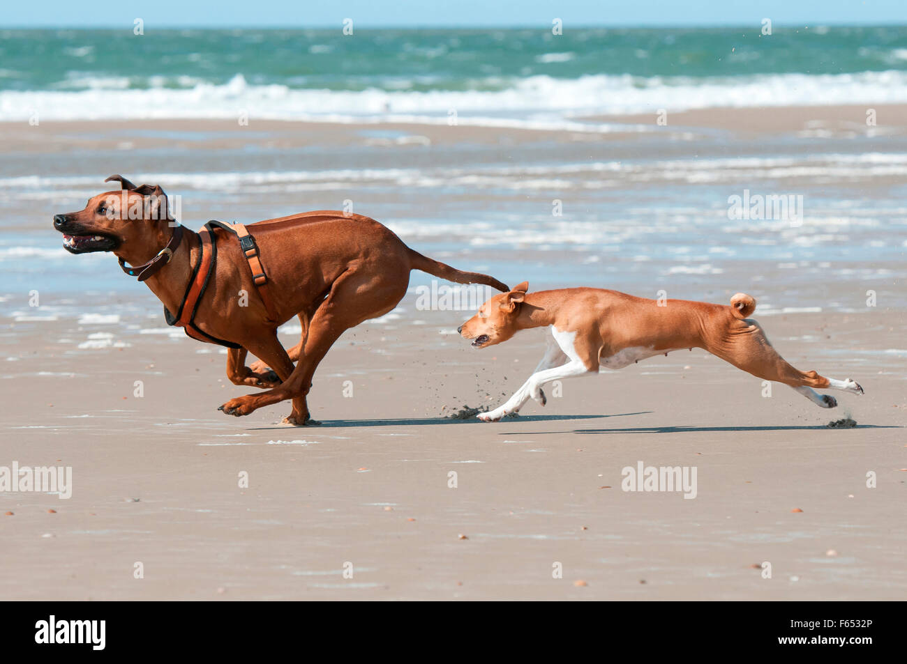 Basenji Or Rhodesian Ridgeback Rhodesian Ridgeback and a Basenji bitch (5 years old) running on a ...
