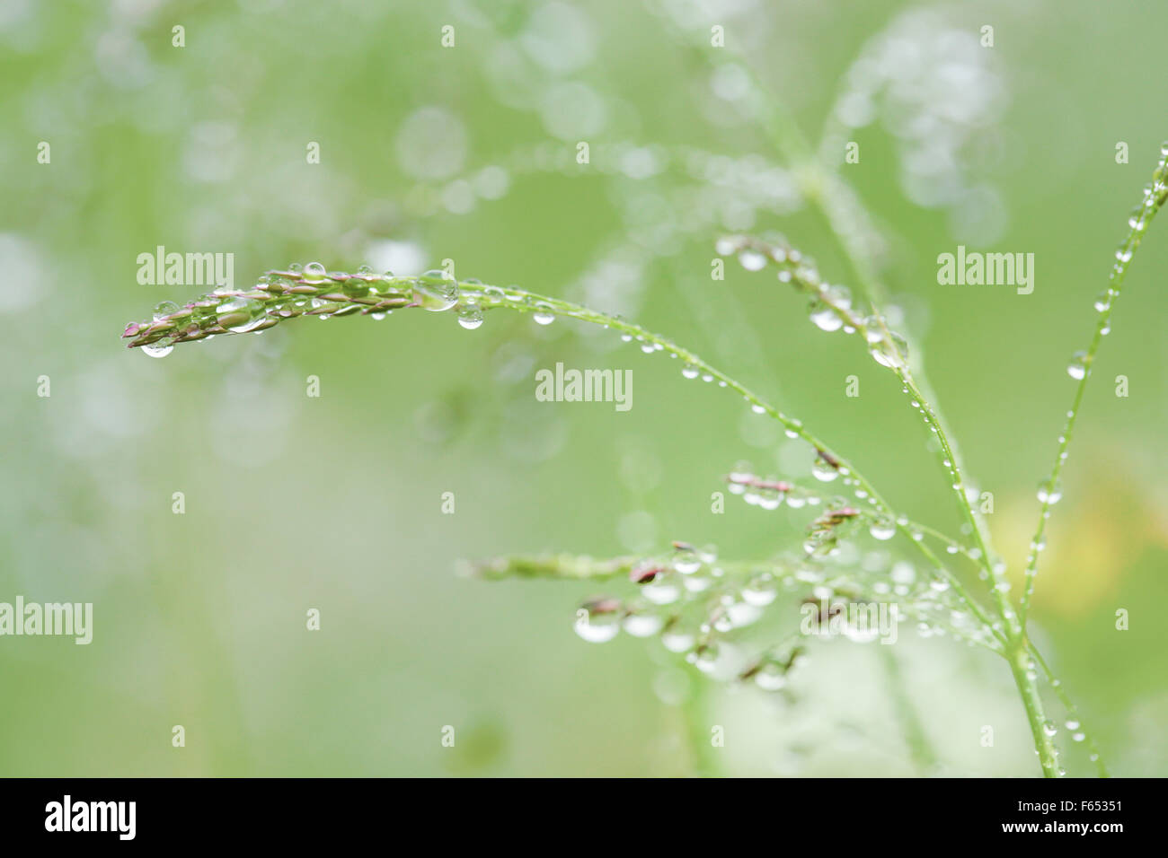 Dewdrops on meadow grass. Stock Photo
