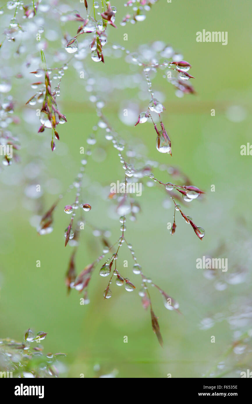 Dewdrops on meadow grass. Stock Photo