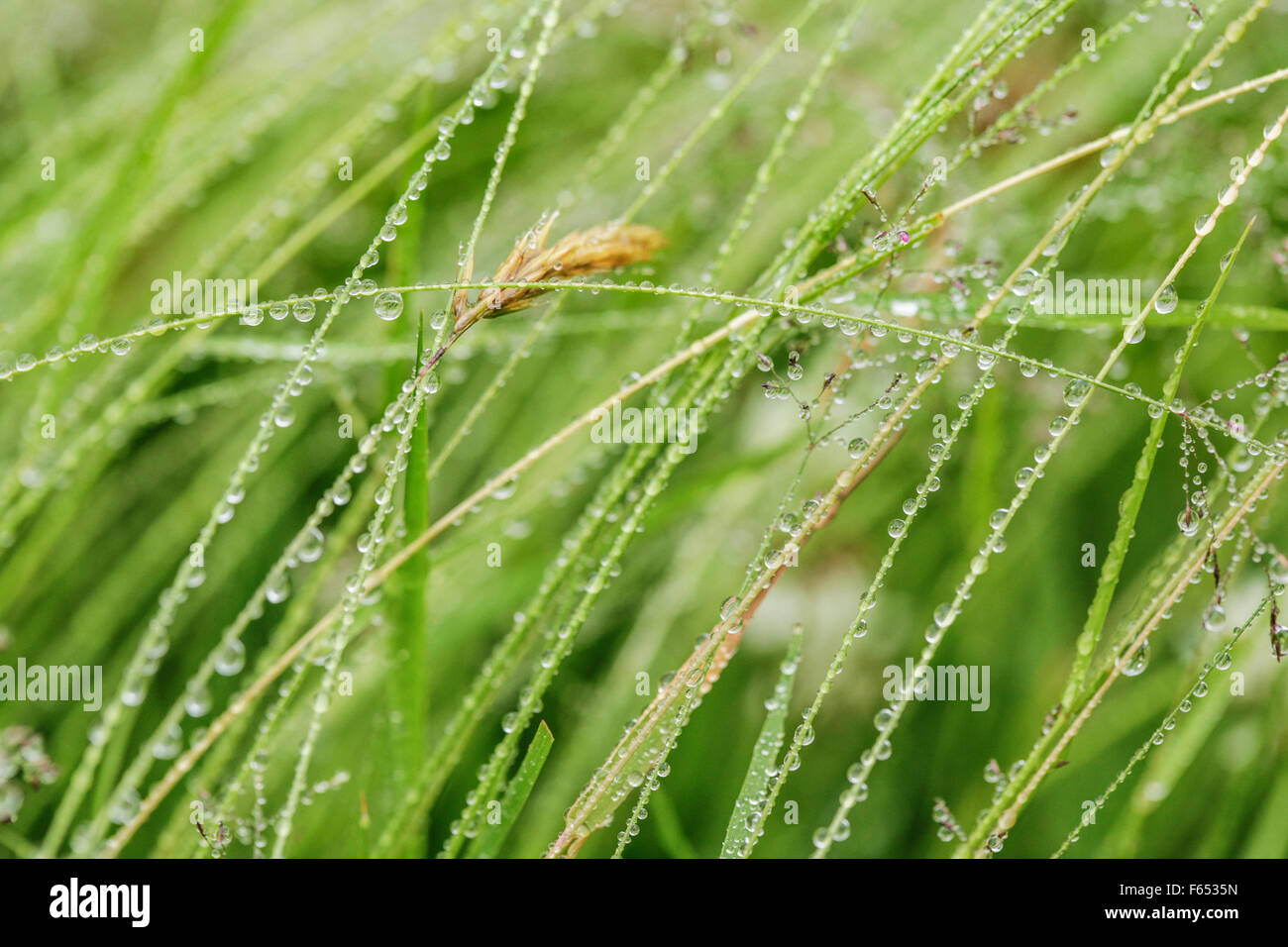 Dewdrops on meadow grass. Stock Photo