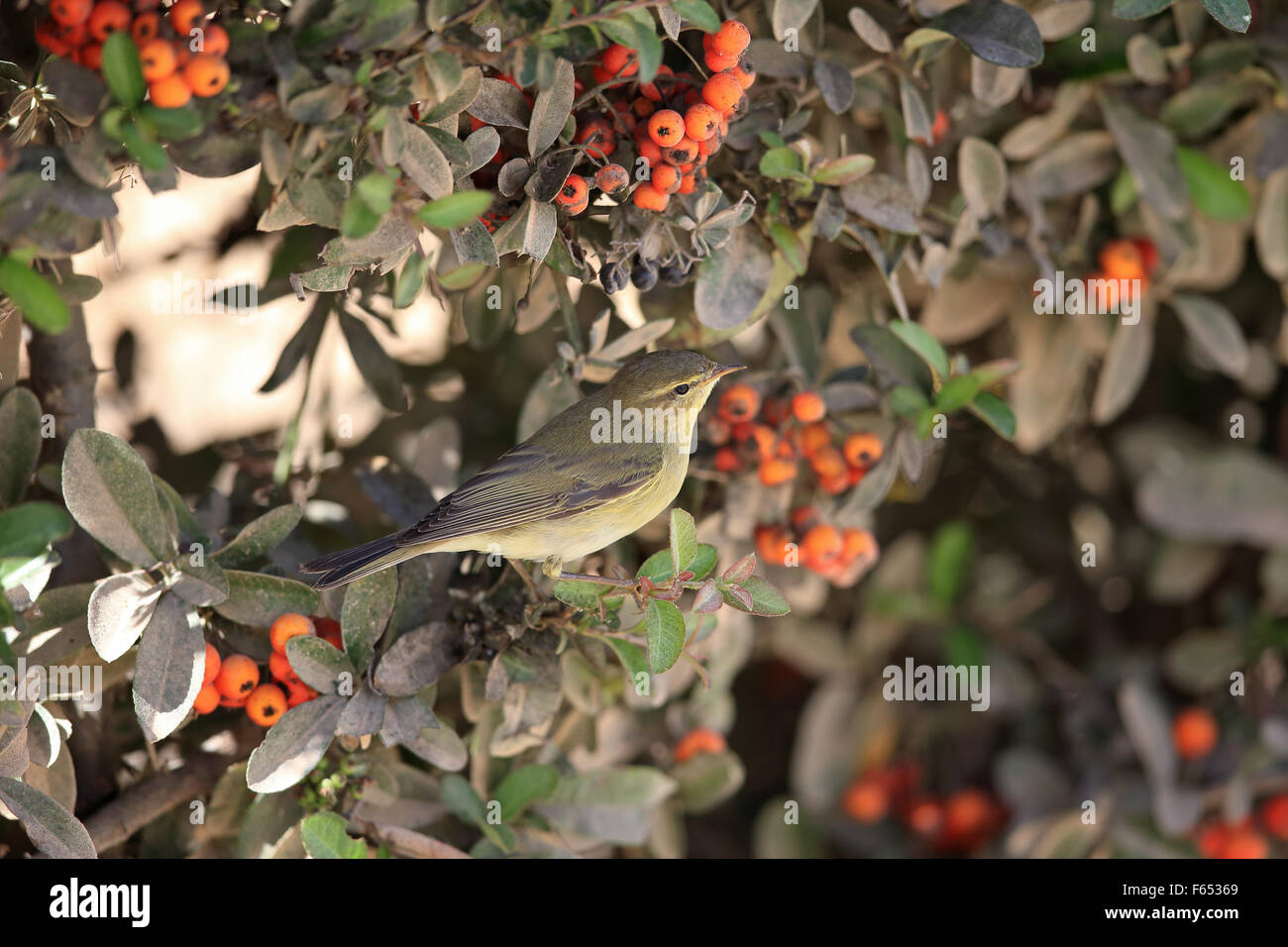 Willow Warbler (Phylloscopus trochilus) Stock Photo