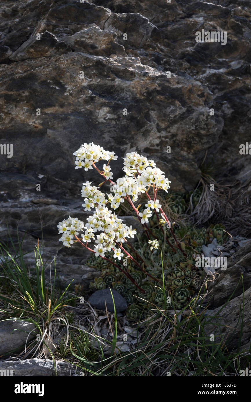 Saxifraga intricata, Scented-leaved Saxifrage growing on rocks, Pyrenees, Spain. July. Stock Photo