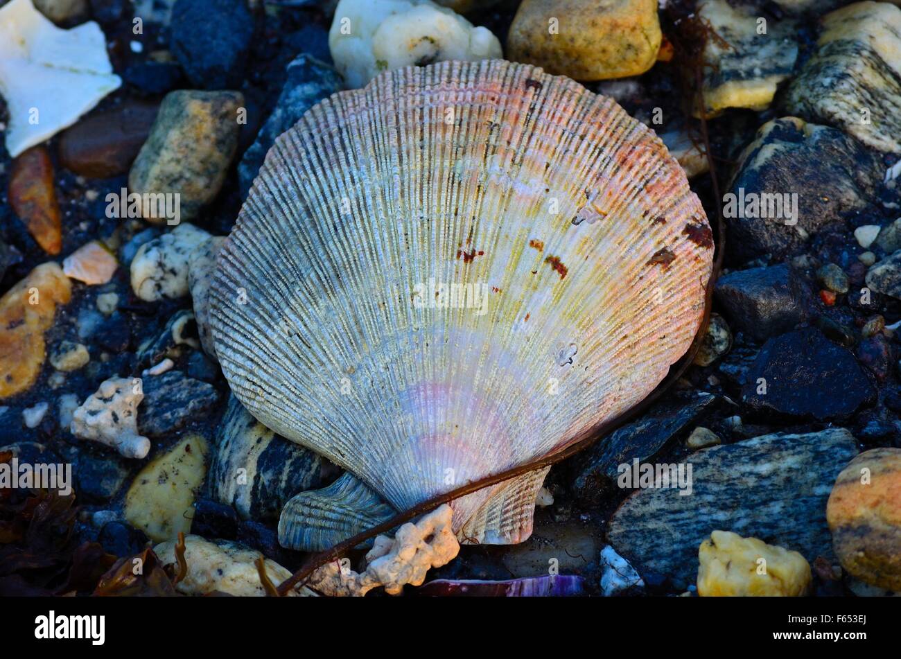 beautiful big empty sea shell on sea shore closeup Stock Photo - Alamy