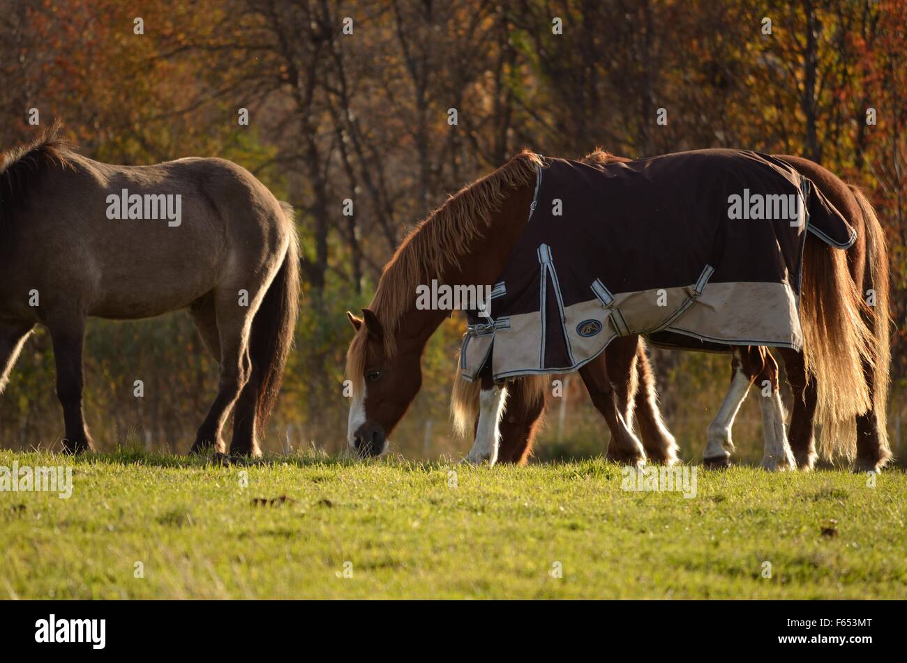 beautiful horses grazing on summer pasture in summer breeze Stock Photo ...