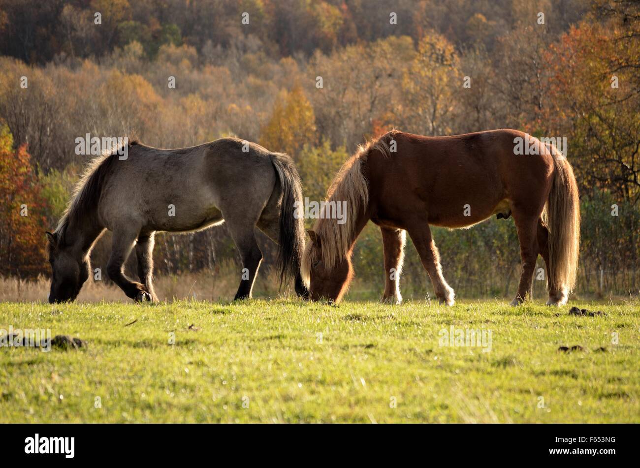 beautiful horses grazing on summer pasture in summer breeze Stock Photo ...