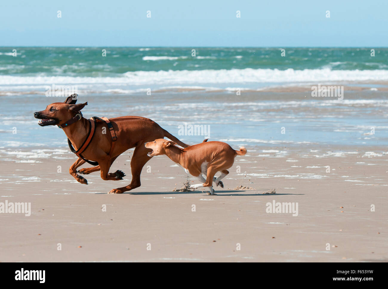 Basenji Or Rhodesian Ridgeback Rhodesian Ridgeback and a Basenji bitch (5 years old) running on a ...