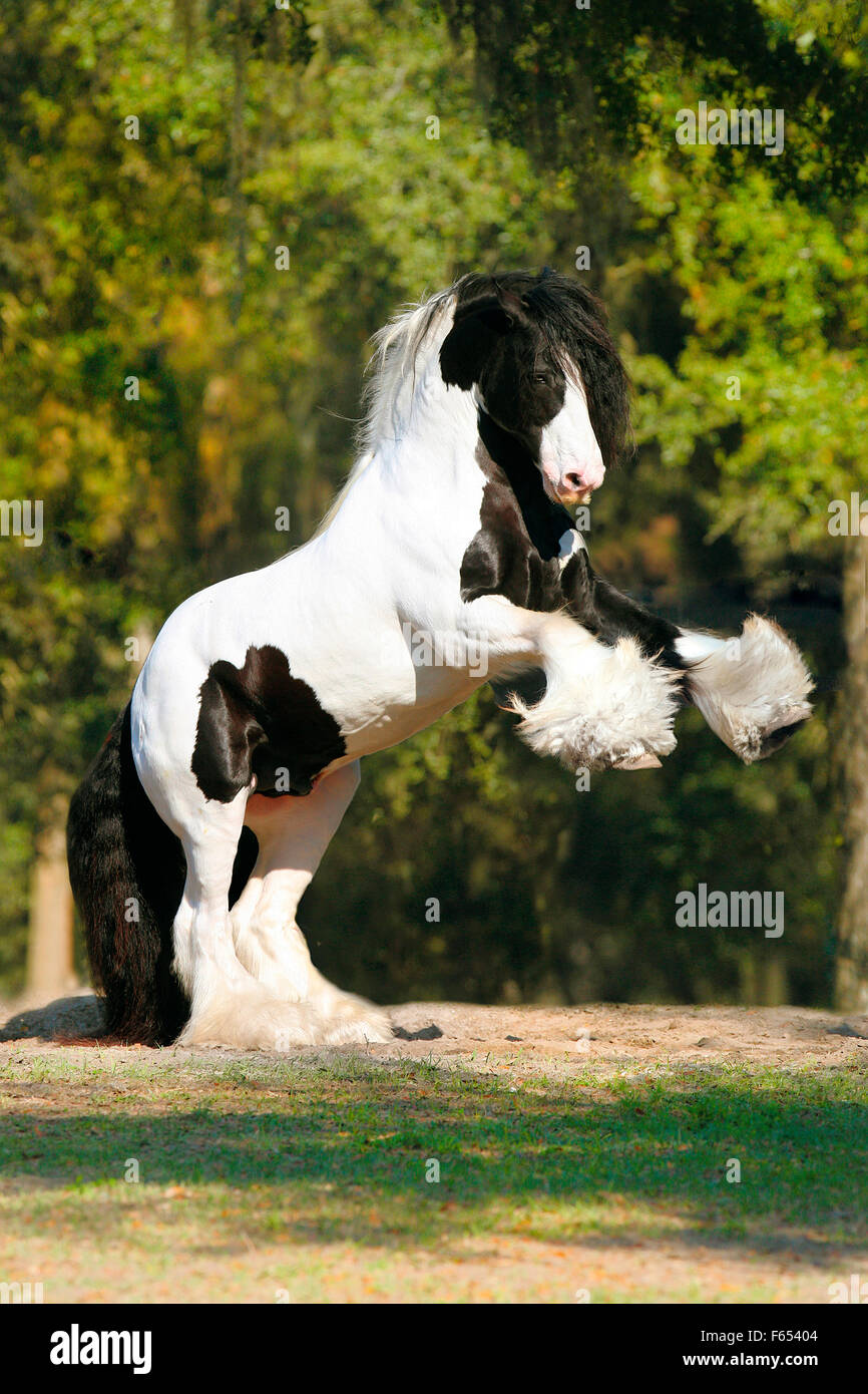Gypsy Horse, Gypsy Vanner. Piebald stallion rearing. Ocala, Florida