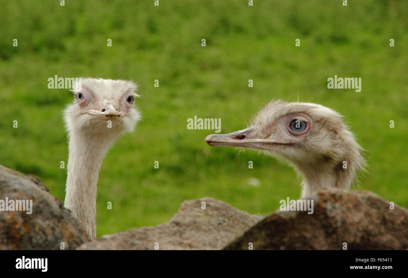 A pair of rheas peek inquisitively over a wall in the English countryside UK Stock Photo