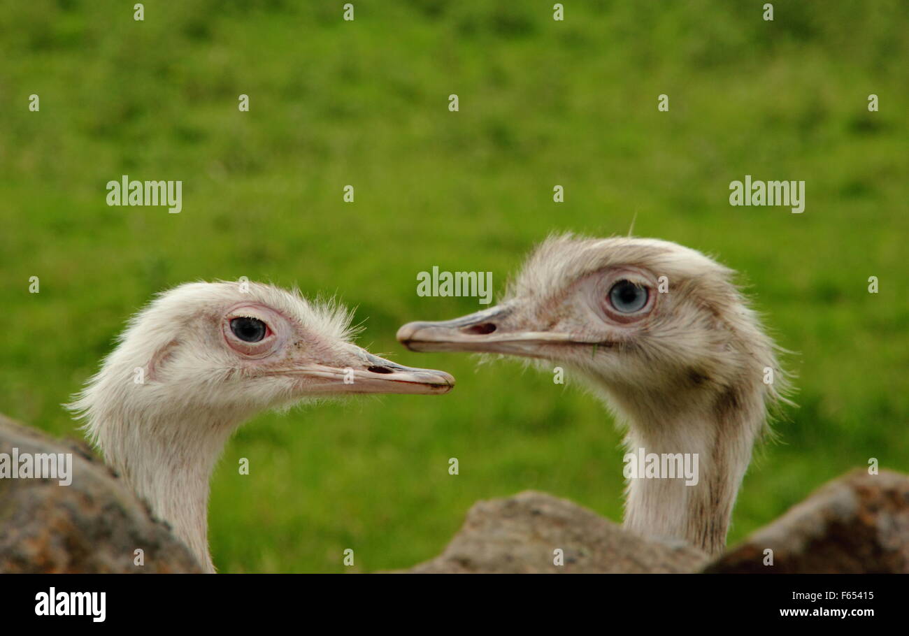 A pair of rheas (in captivity) Stock Photo