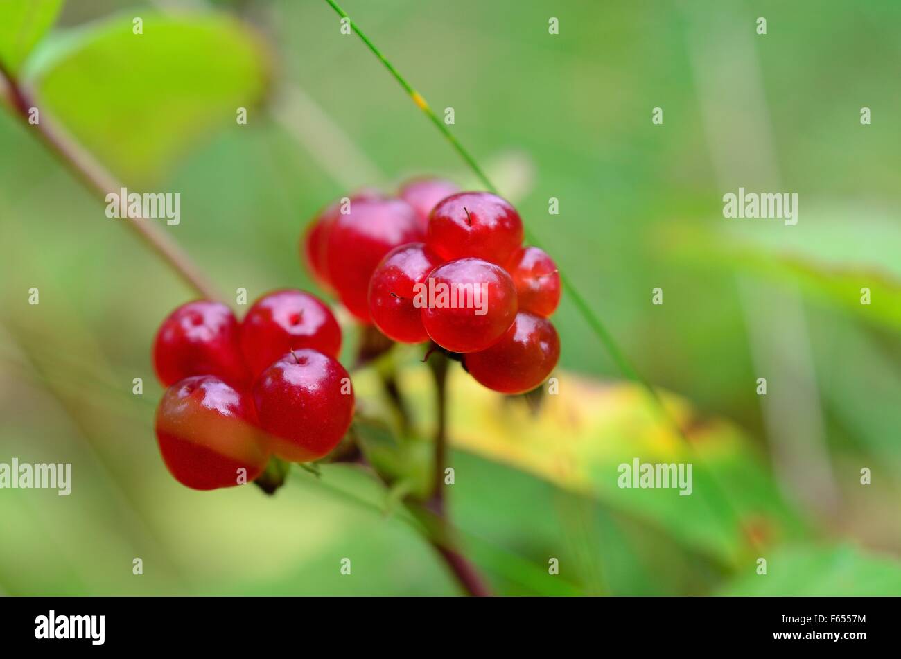 Beautiful Norwegian wild Stone Bramble berries in the summer sun macro photo Stock Photo