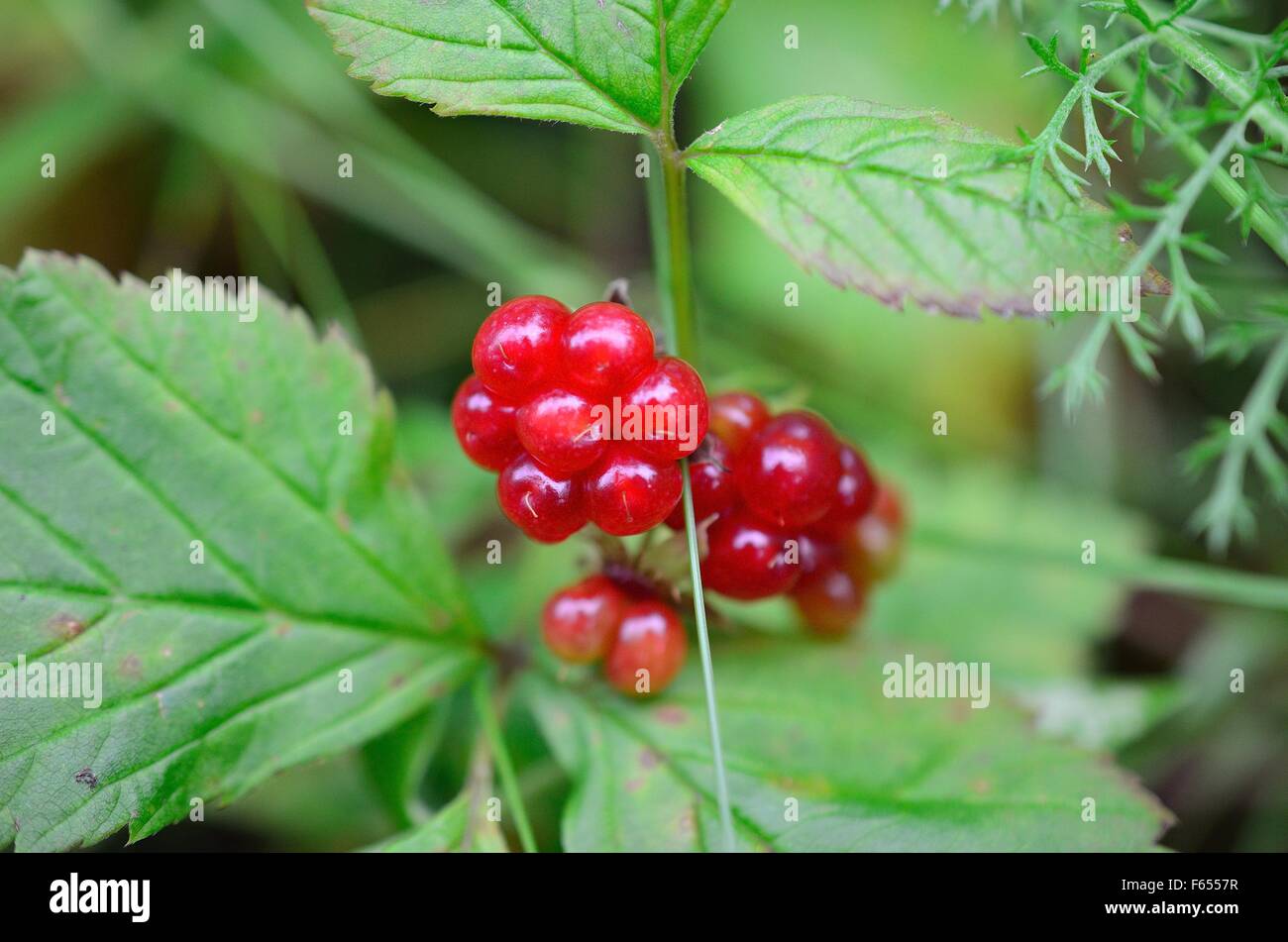 Beautiful Norwegian wild Stone Bramble berries in the summer sun macro photo Stock Photo