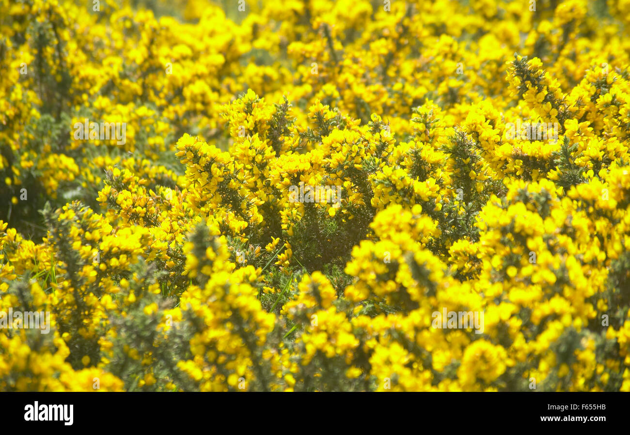 bright yellow flowers gorse furze bush countryside british Stock Photo