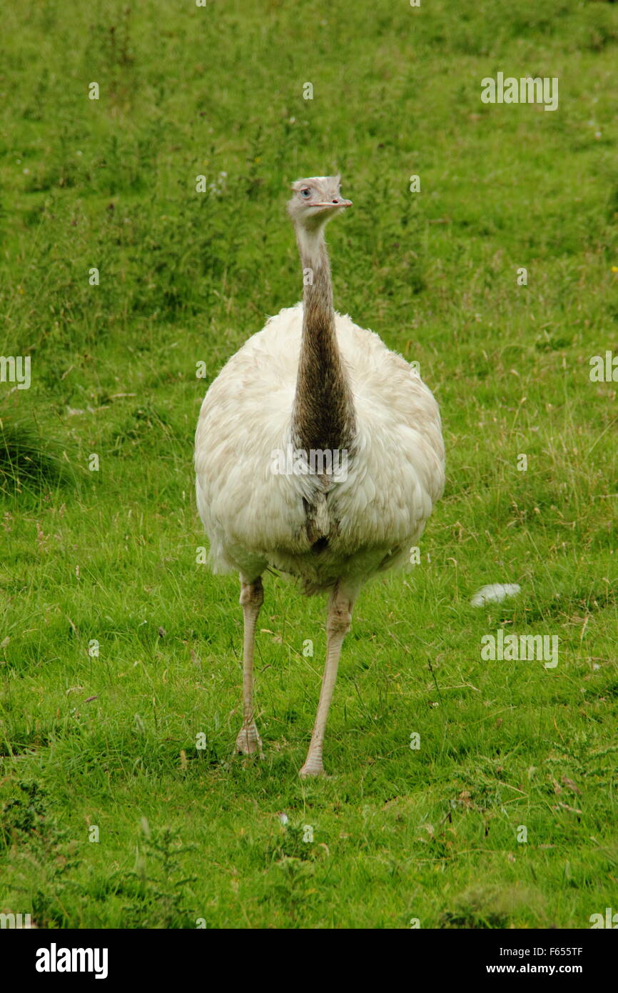 A rhea bird in a field in the English countryside  UK (captive) Stock Photo
