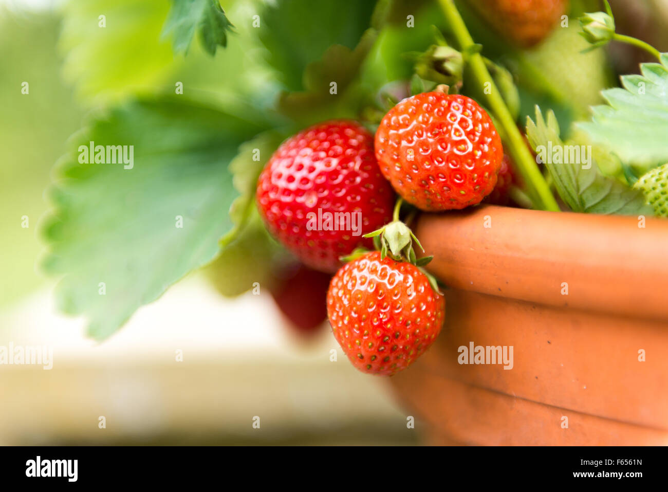 Growing strawberries Stock Photo