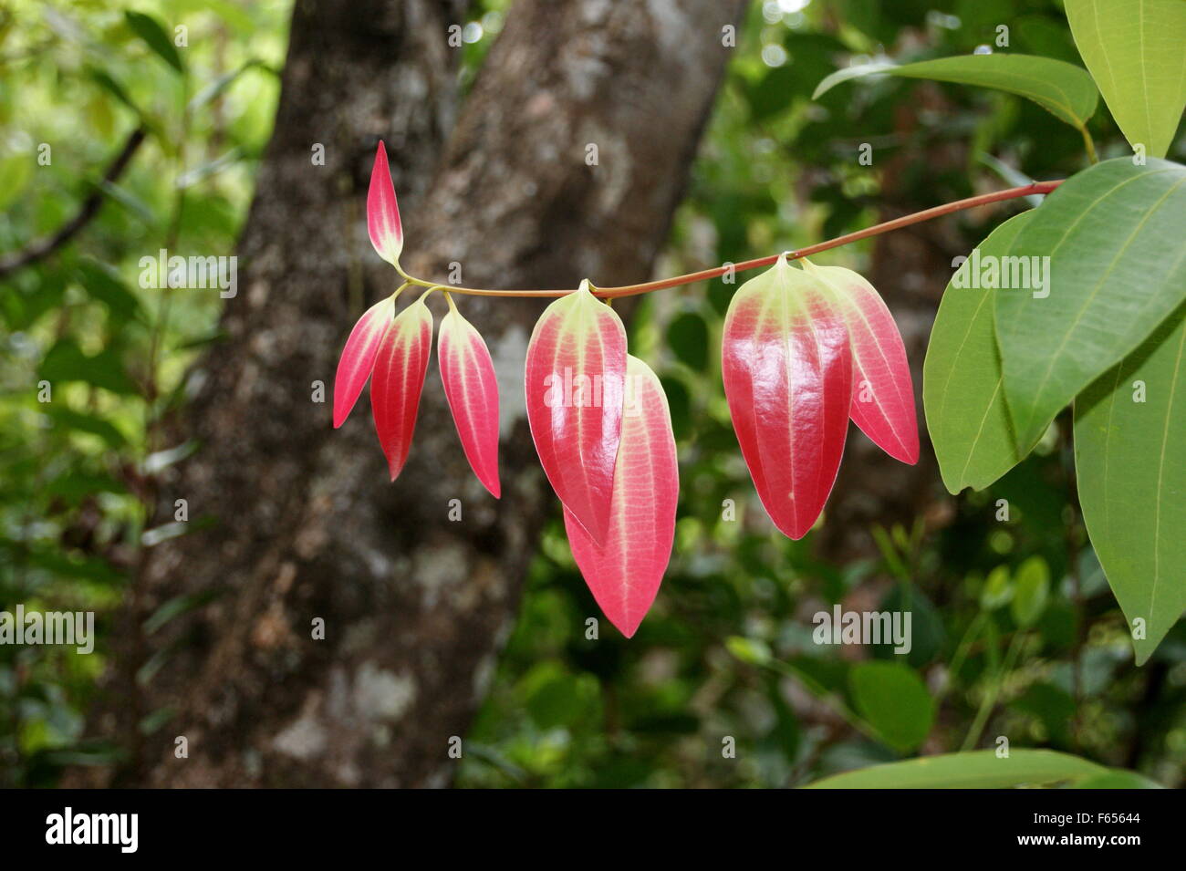 Ceylon Cinnamon Tree True Cinnamon Tree Cinnamomum Verum Stock Photo 