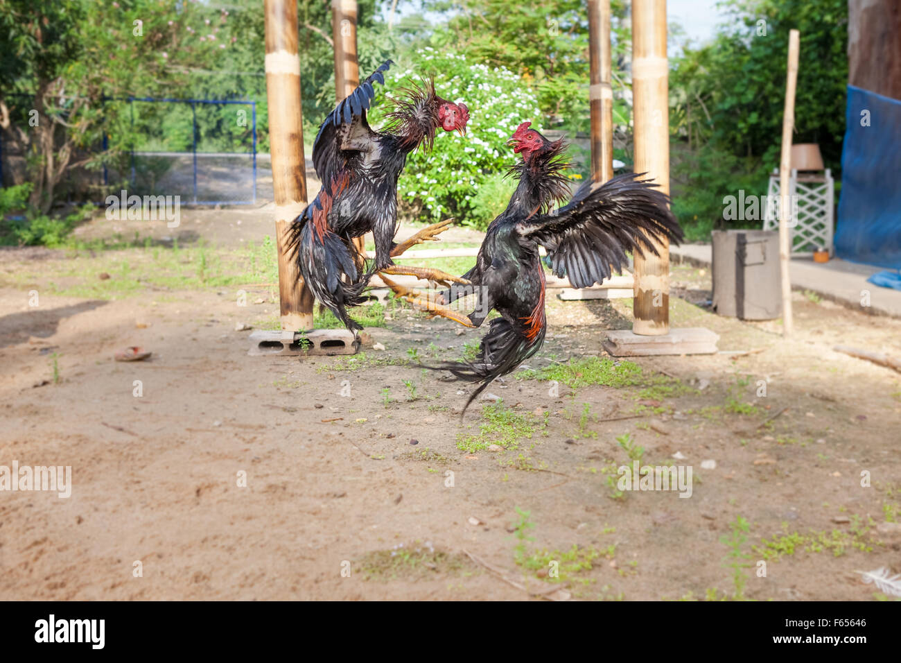 two male chickens fight for the honor of chickens Stock Photo Alamy