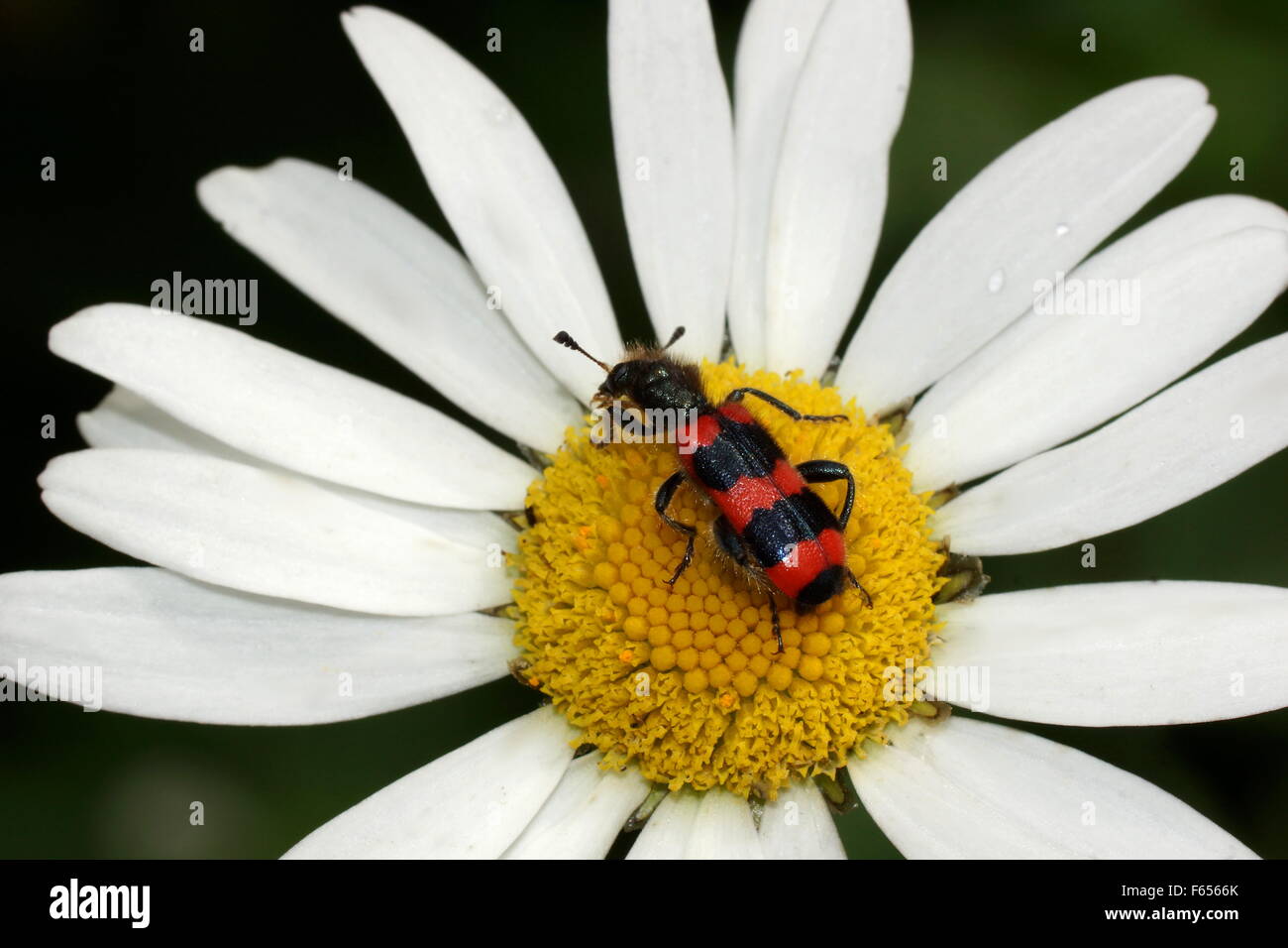 Beetle on a daisy. Trichodes apiarius Stock Photo