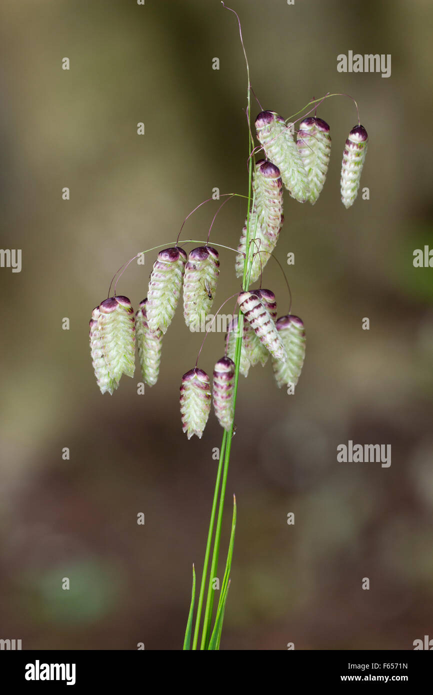 Dangling flower heads of the decorative annual great quaking grass, Briza maxima Stock Photo