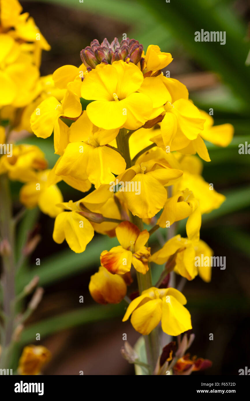 Close up of the blooms of the perennial, shrubby wallflower, Erysimum Walburton's 'Fragrant Star' Stock Photo