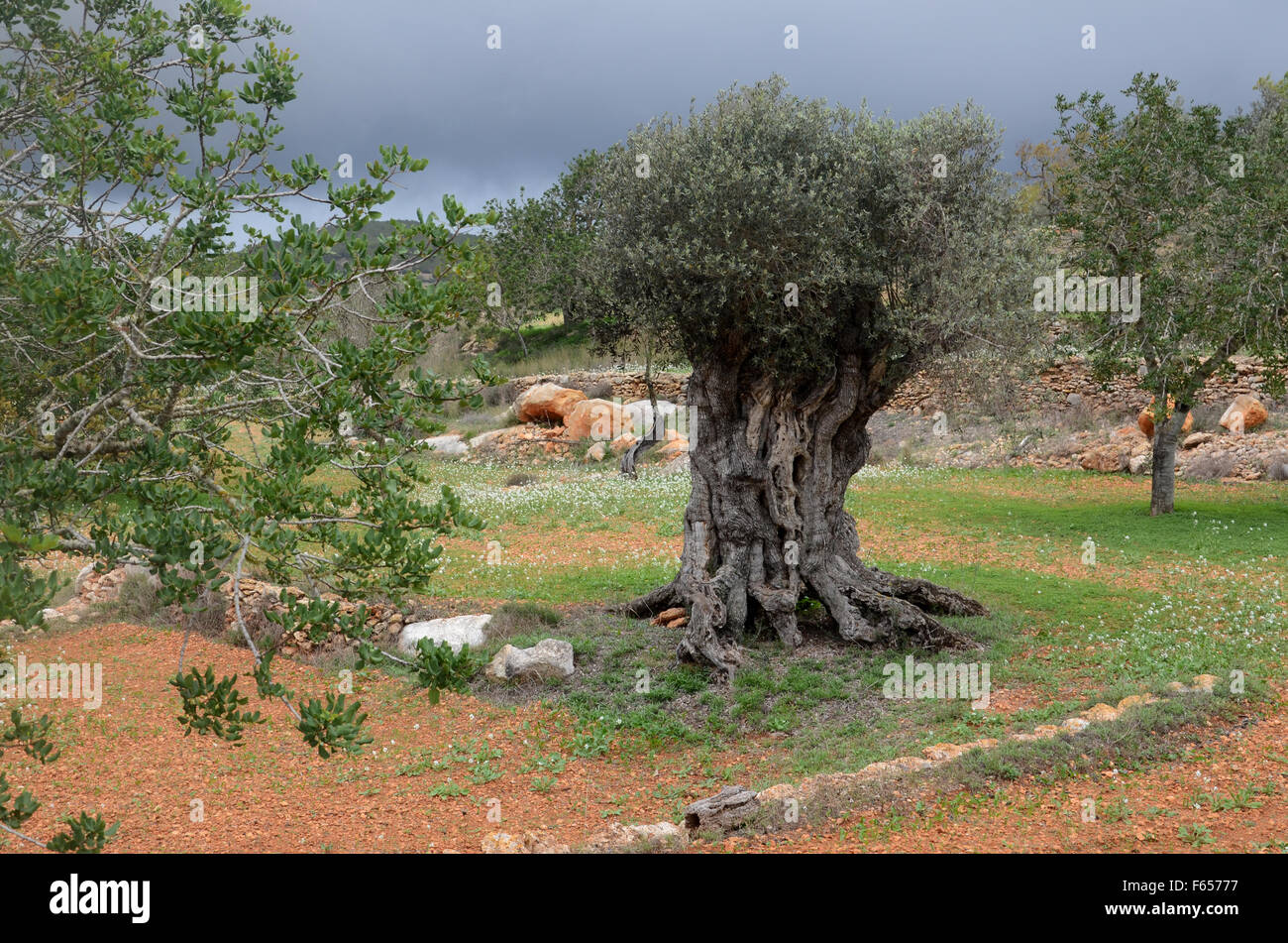 old olive tree in orchard near Santa Agnes de Corona, Ibiza Spain Stock Photo