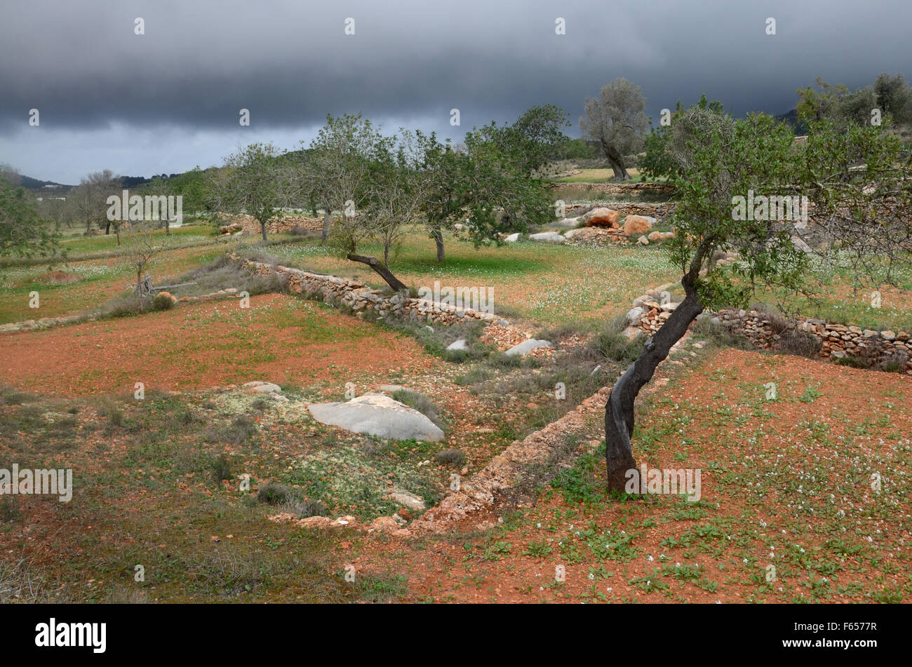 almond trees in orchard near Santa Agnes de Corona, Ibiza Spain Stock Photo