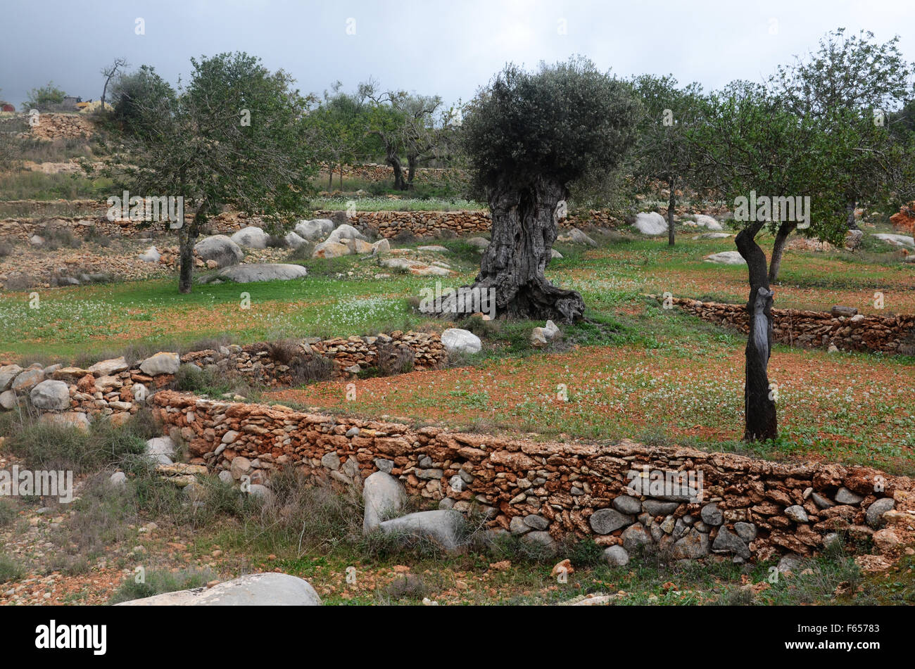 olive and almond trees in orchard near Santa Agnes de Corona, Ibiza Spain Stock Photo