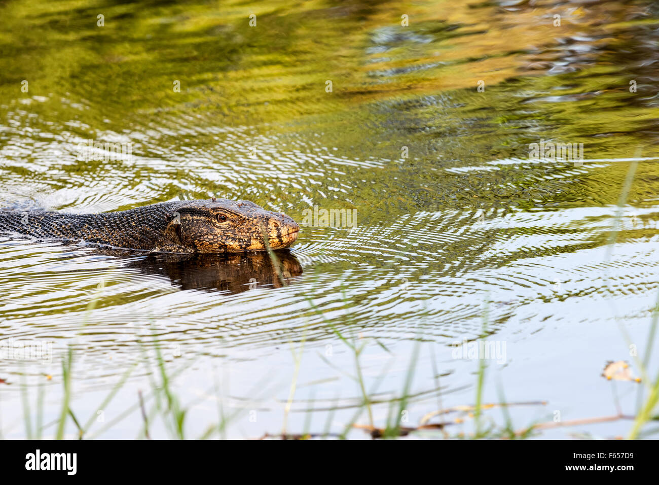 an goanna is swimming in the water from the park of Bangkok Stock Photo