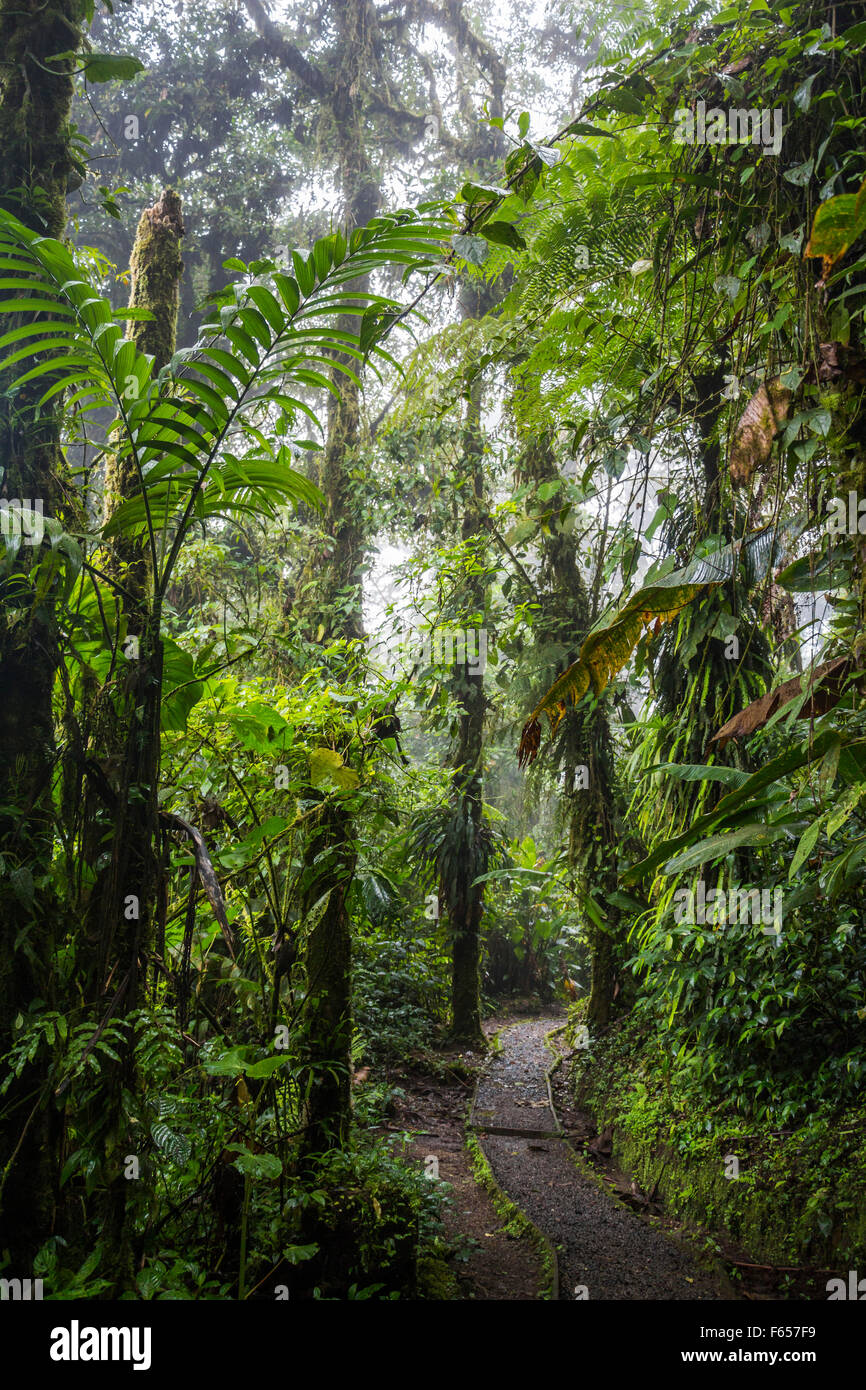 Monteverde jungle in Costa Rica Stock Photo Alamy